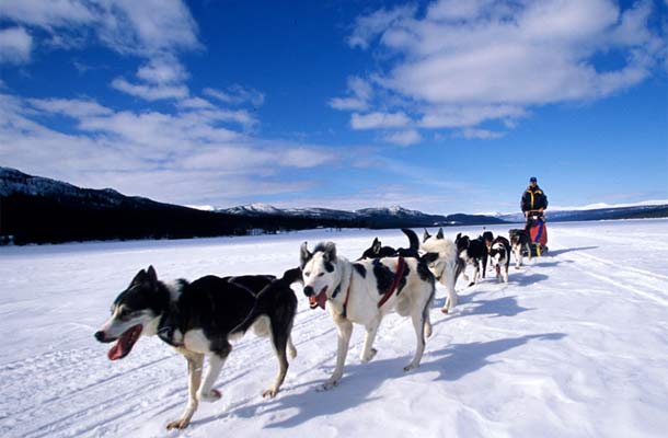 sledding canada カナダで楽しめるウィンタースポーツ canada sledding canada カナダで楽しめるウィンタースポーツ canada