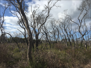 nepean forest