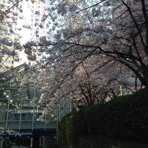 Vancouver_sakura