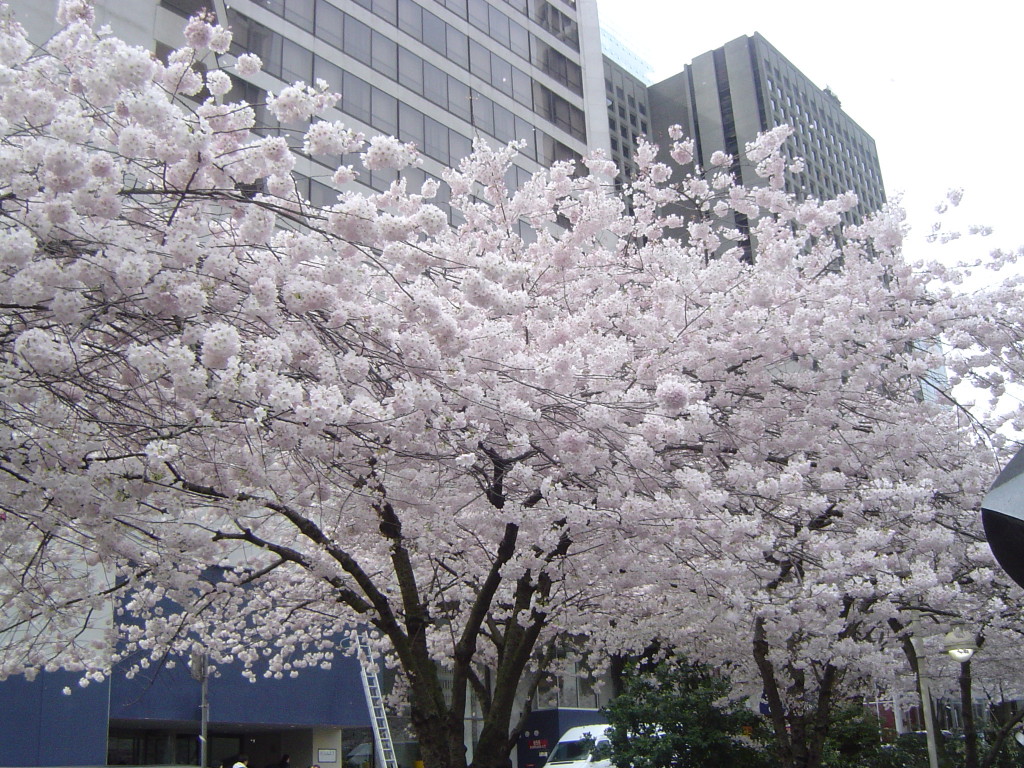 バンクーバー 桜 (2)