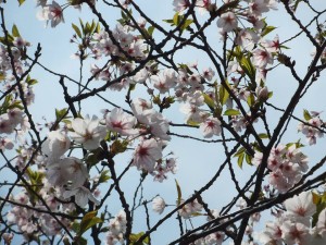 sakura