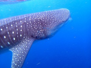 whale-shark-492644__340