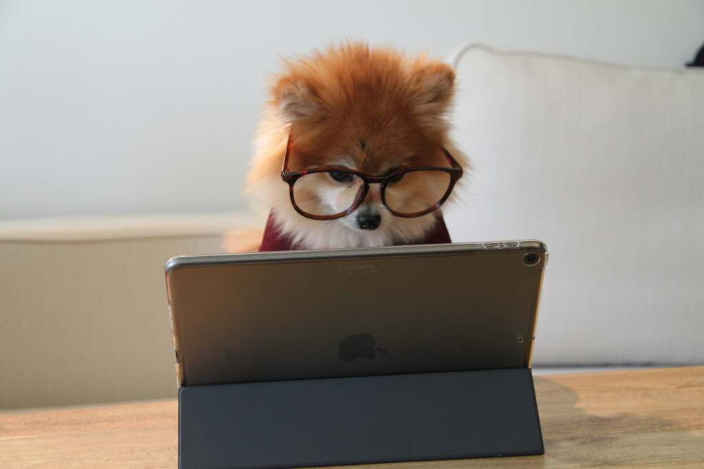 犬　パソコン