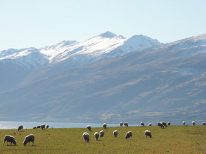 NZ