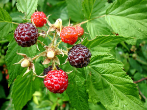 black-raspberries-1367848