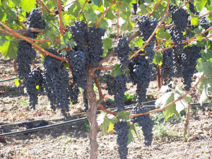 napa-valley-grapes-1510681