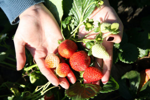 strawberry-farm-1-1324022