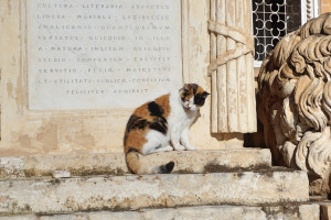 マルタの猫