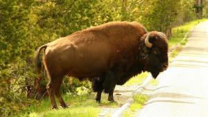 yellowstone-2661949_960_720