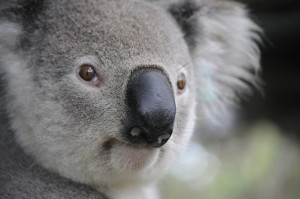 koala-630117_1920