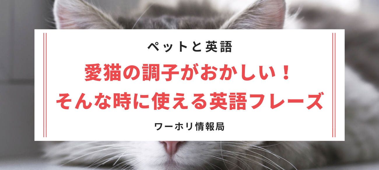 愛猫の調子がおかしい