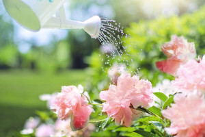 watering-gb7e7676c8_1920