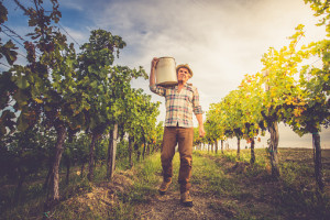 Senior Man Grapes Harvesting and Picking Up in the Vineyard; Europe.