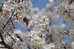 cherry-blossom-7889717_1280
