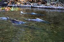 Capilano_River_Hatchery_2