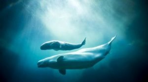 baby_beluga_whale_