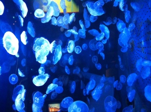 photo__9_